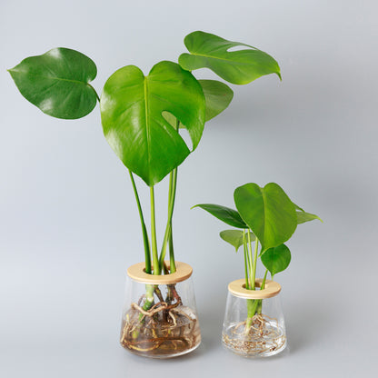 モンステラの水耕栽培