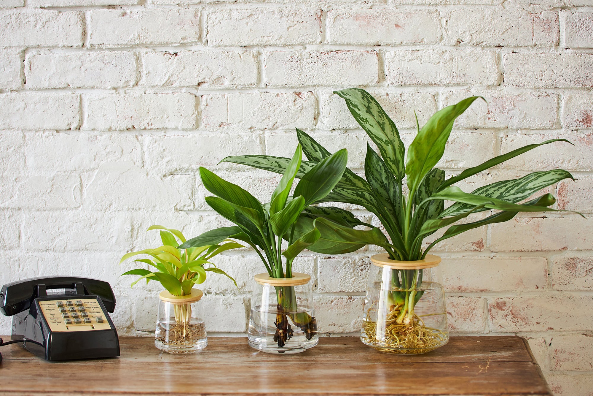 デスクに飾ったWOOTANGの水耕栽培の観葉植物