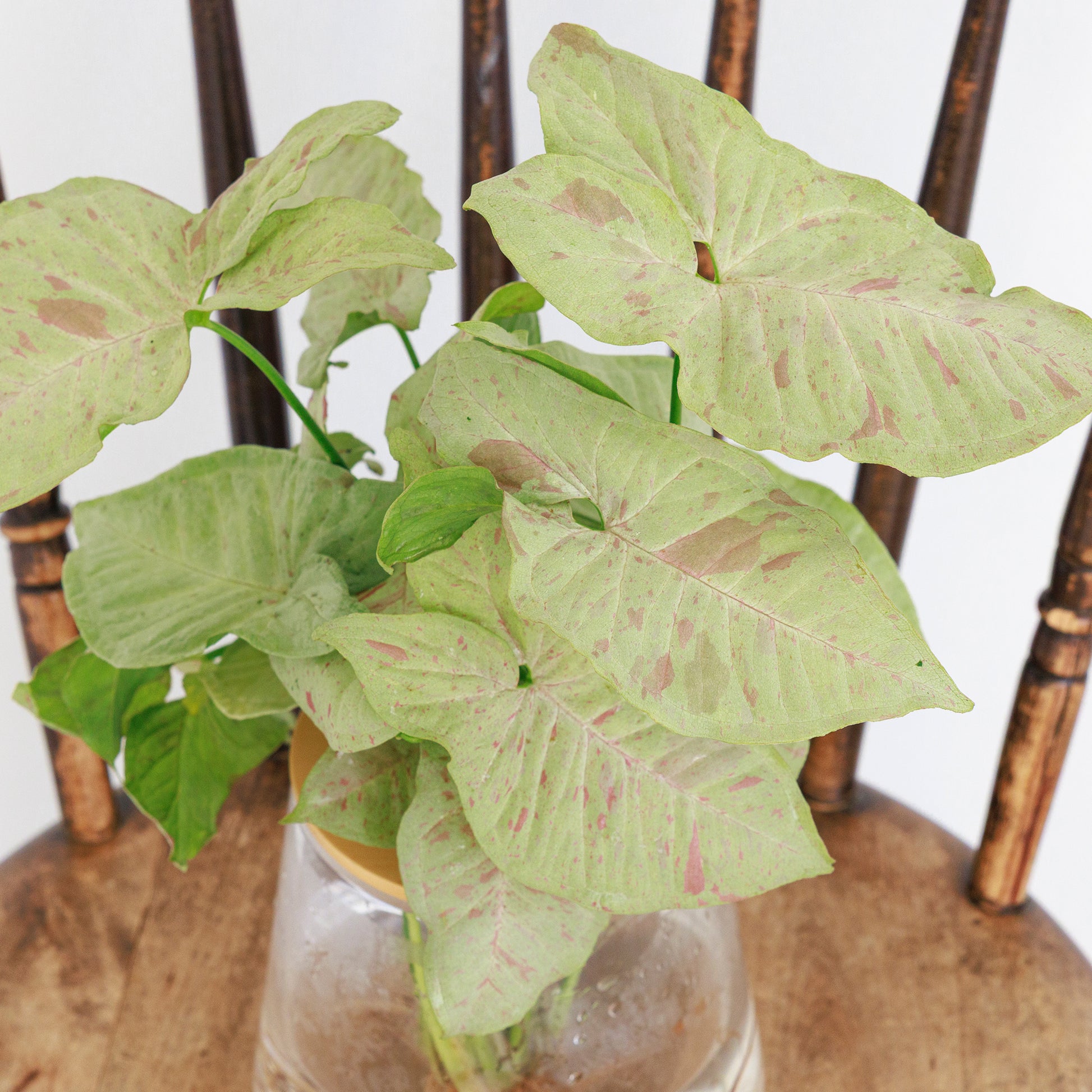 シンゴニウムコンフェッティの水耕栽培