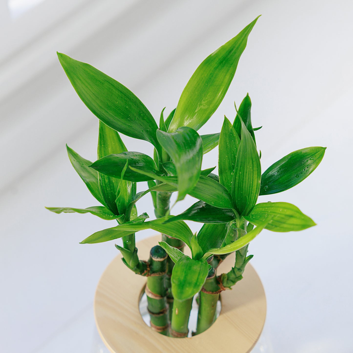 ミリオンバンブー