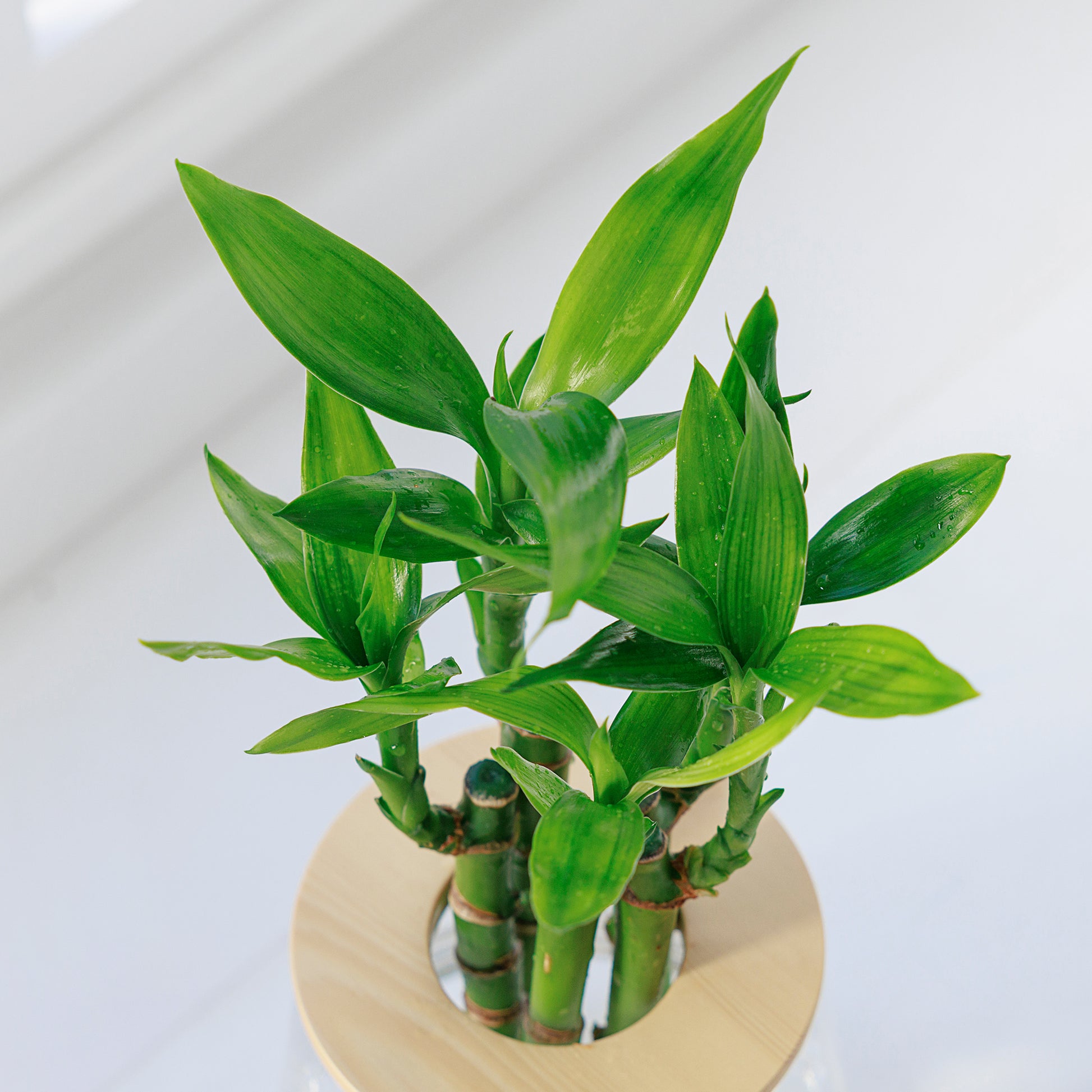 ミリオンバンブー