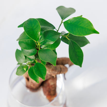 ガジュマルの水耕栽培