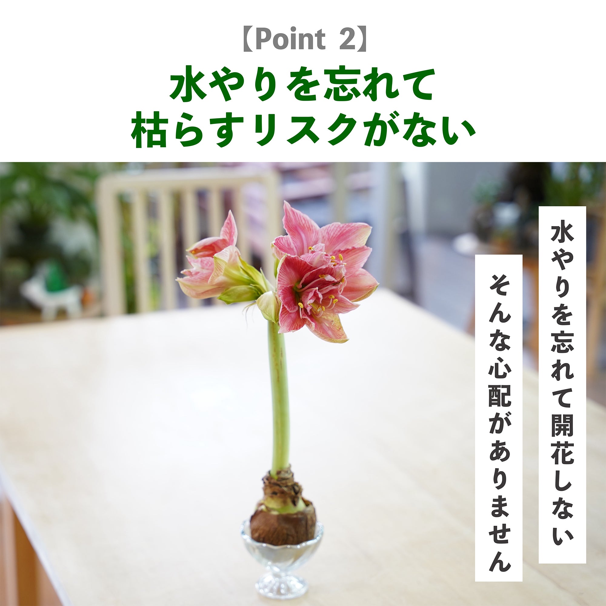 マジックアマリリスの育て方