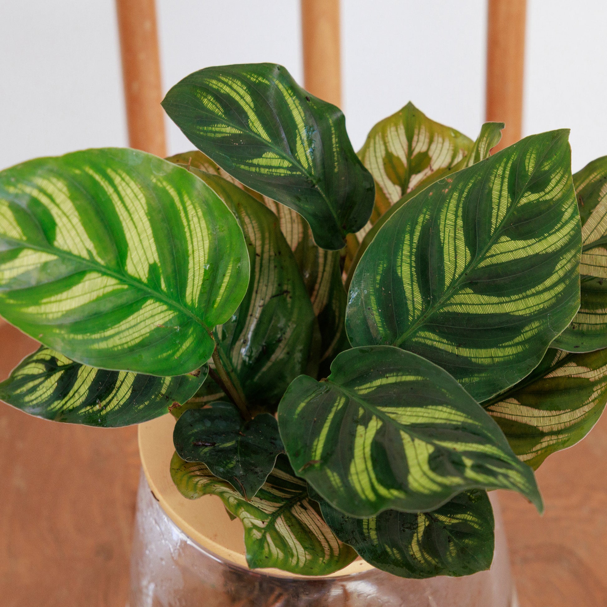 カラテア 水耕栽培