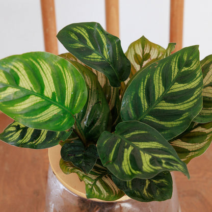 カラテア 水耕栽培