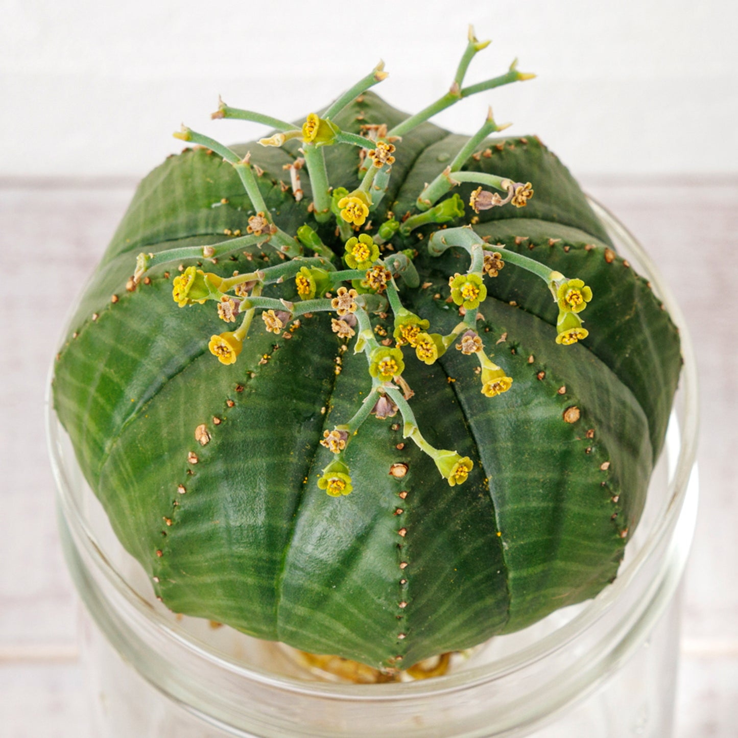 ユーフォルビアメロフォルミスの水耕栽培