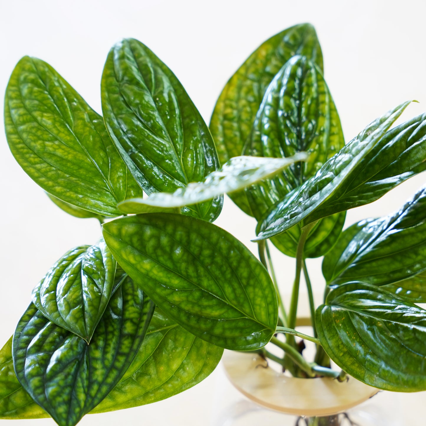 モンステラジェイドシャトルコック