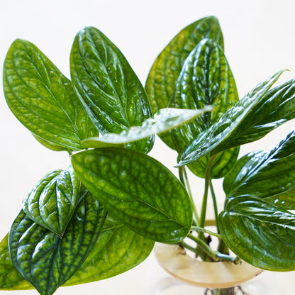 モンステラジェイドシャトルコック