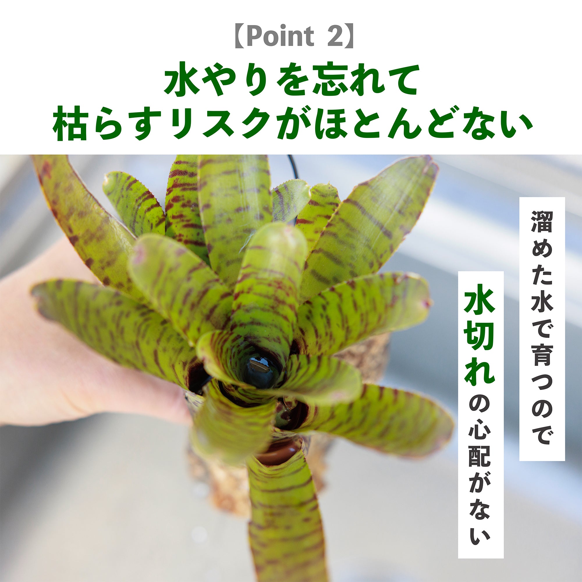 風呂メリアの水やり