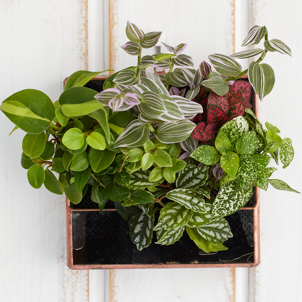 壁掛けの水耕栽培の観葉植物