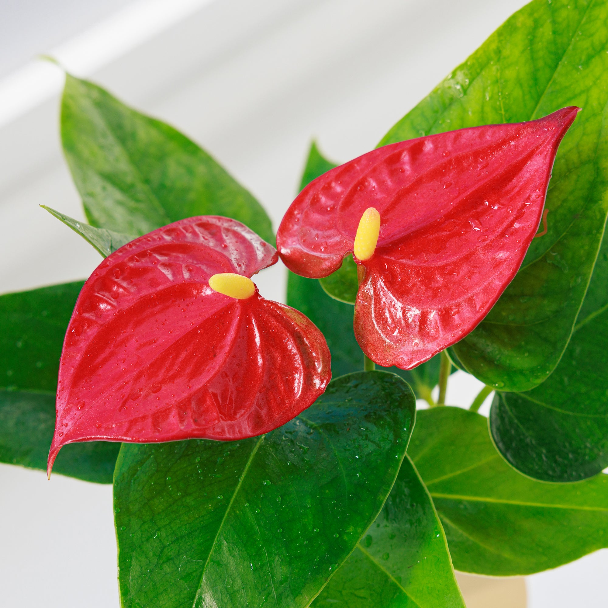 アンスリウム（レッド）｜水耕栽培の観葉植物 – WOOTANG 水耕栽培の