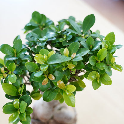 ガジュマル（1点もの）