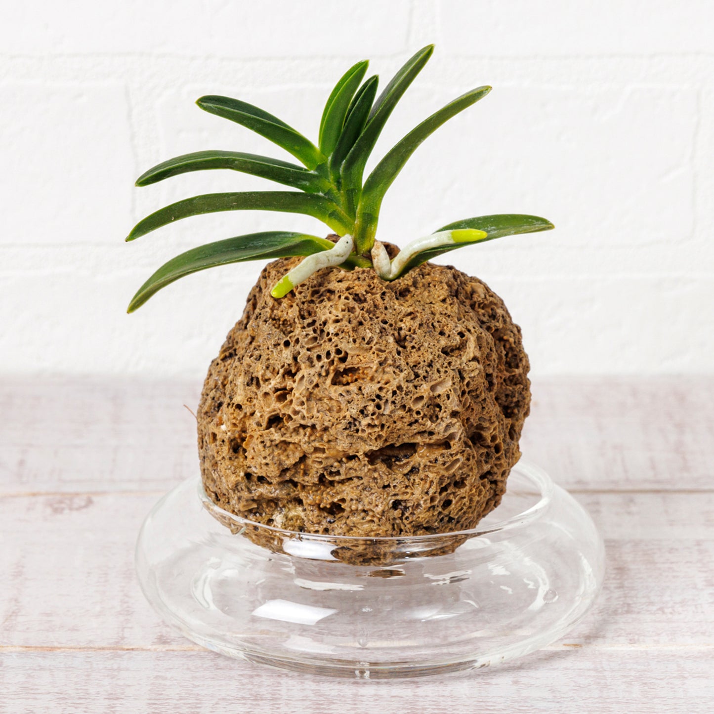 富貴蘭（フウキラン）