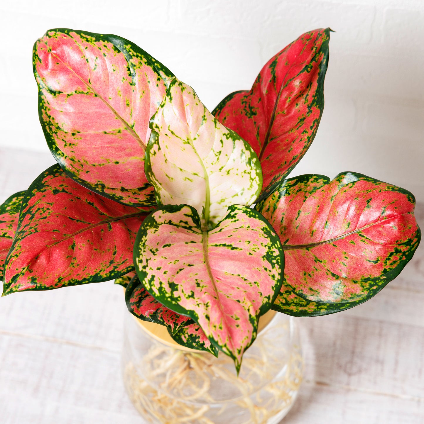 アグラオネマビューティー