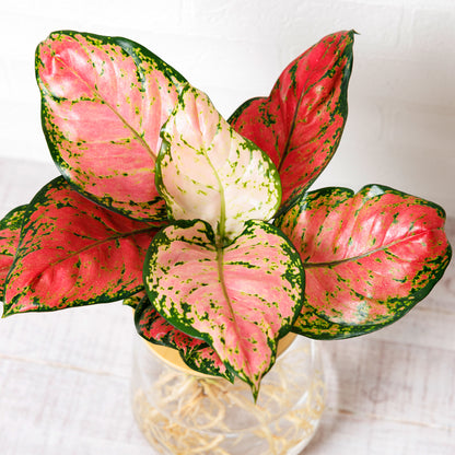 アグラオネマビューティー