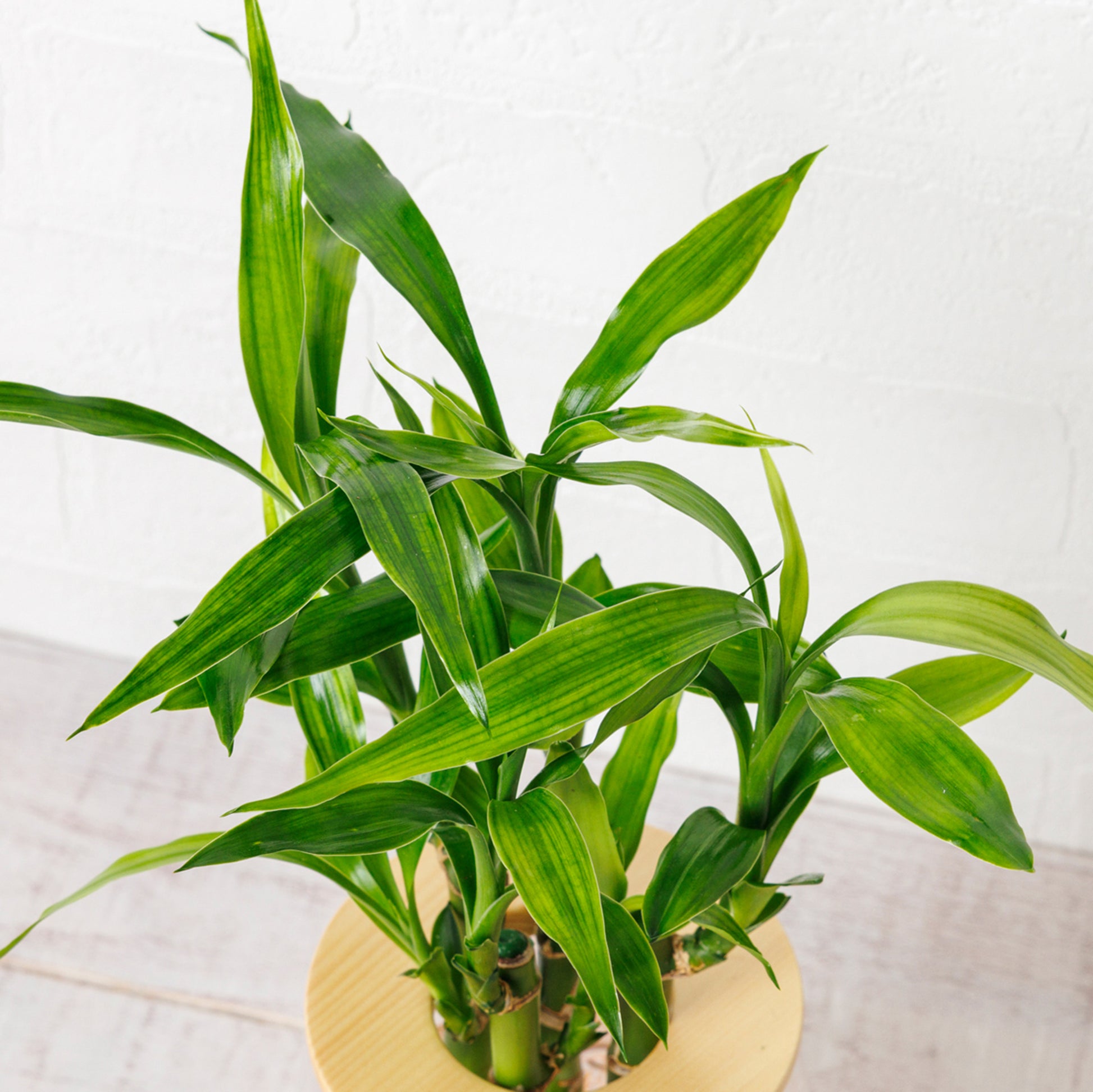 ミリオンバンブー