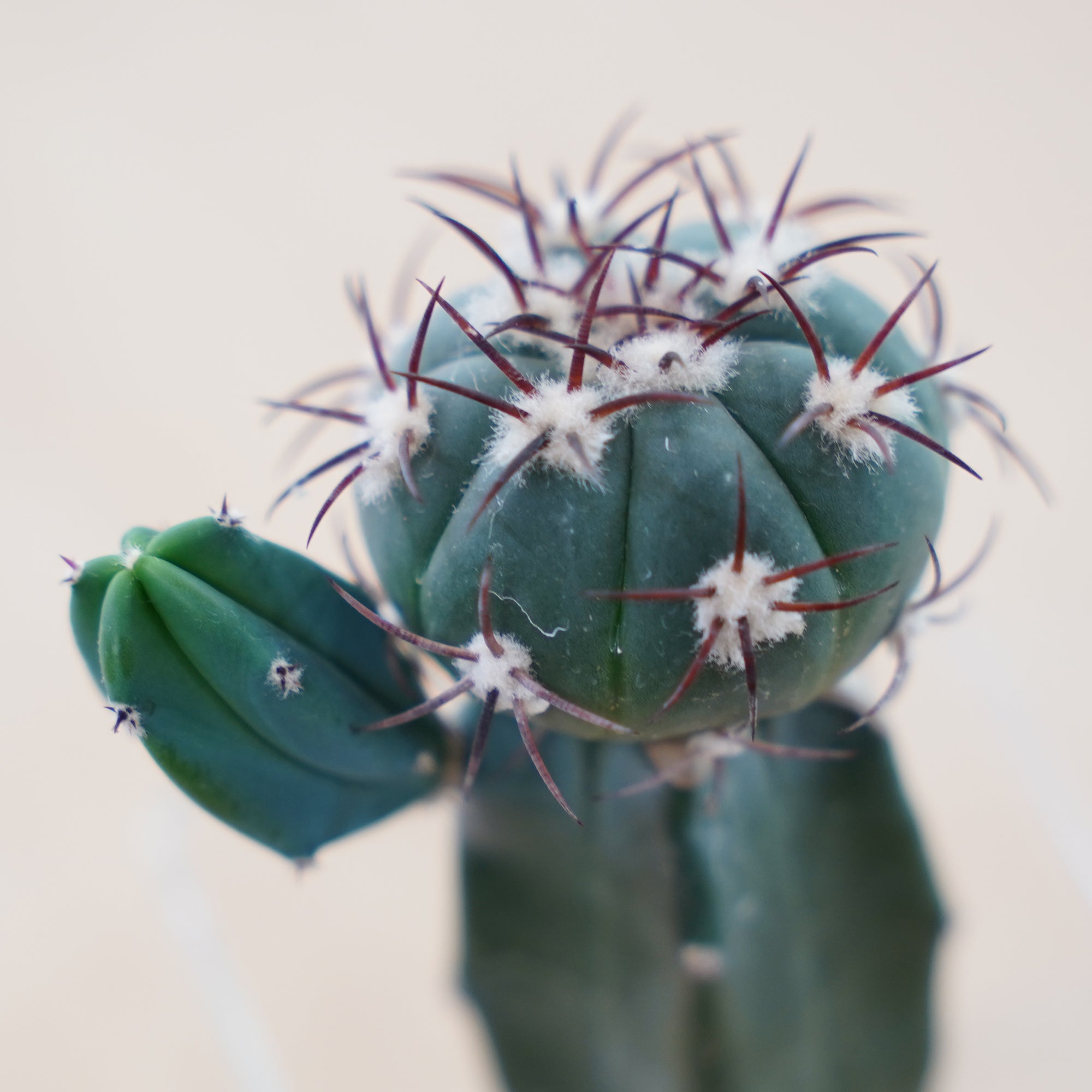 エキノカクタス 尖紅丸｜サボテンの水耕栽培 – WOOTANG 水耕栽培の観葉植物