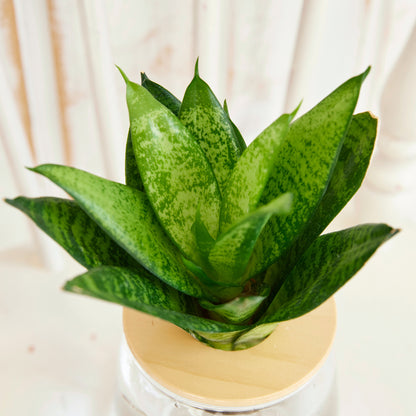 サンスベリア ゼラニカ