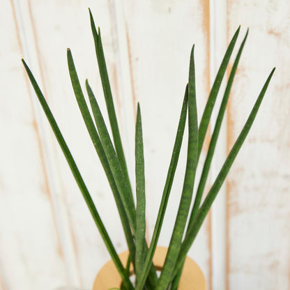 サンスベリアバキュラリス