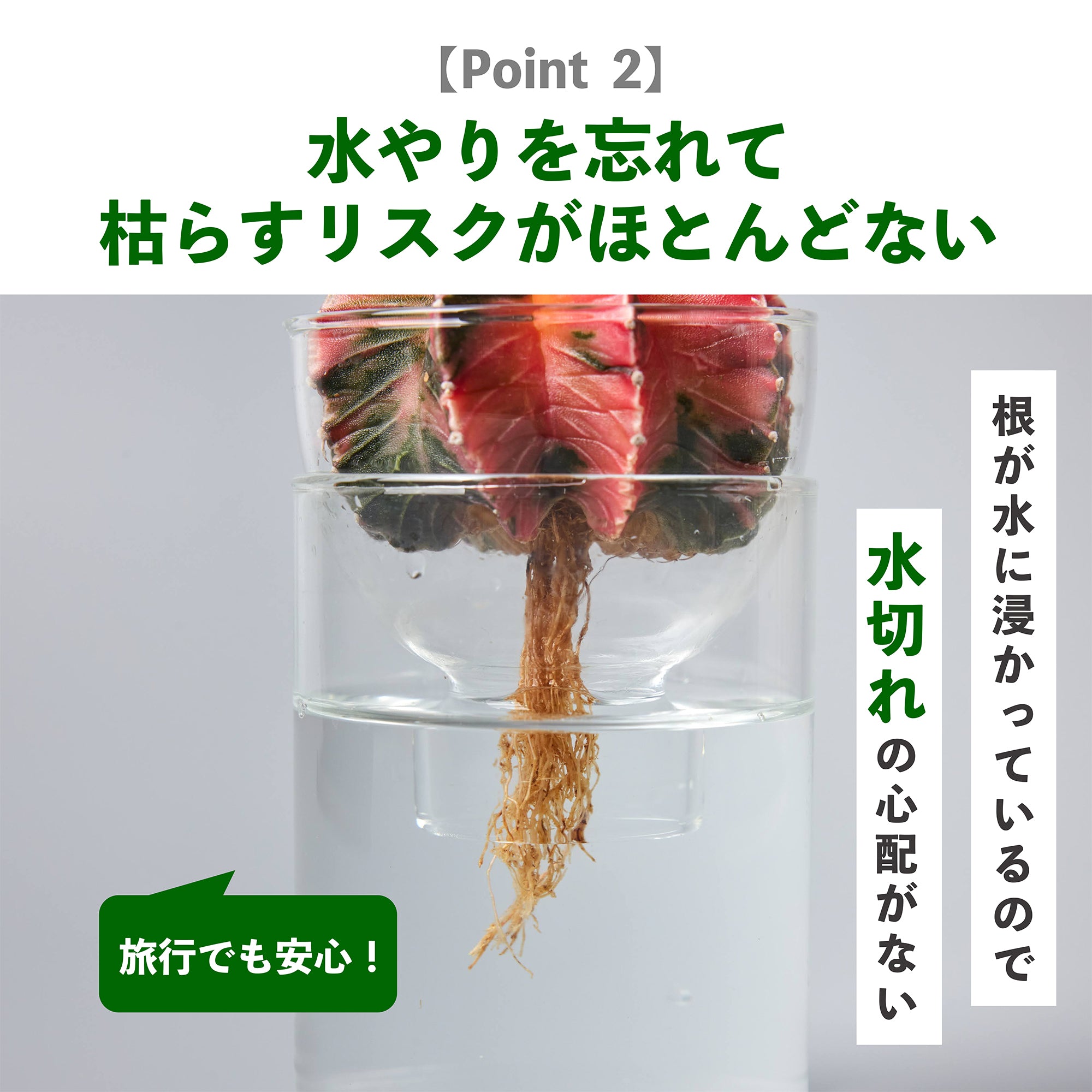 水耕栽培のメリット｜枯らすリスクが少ない