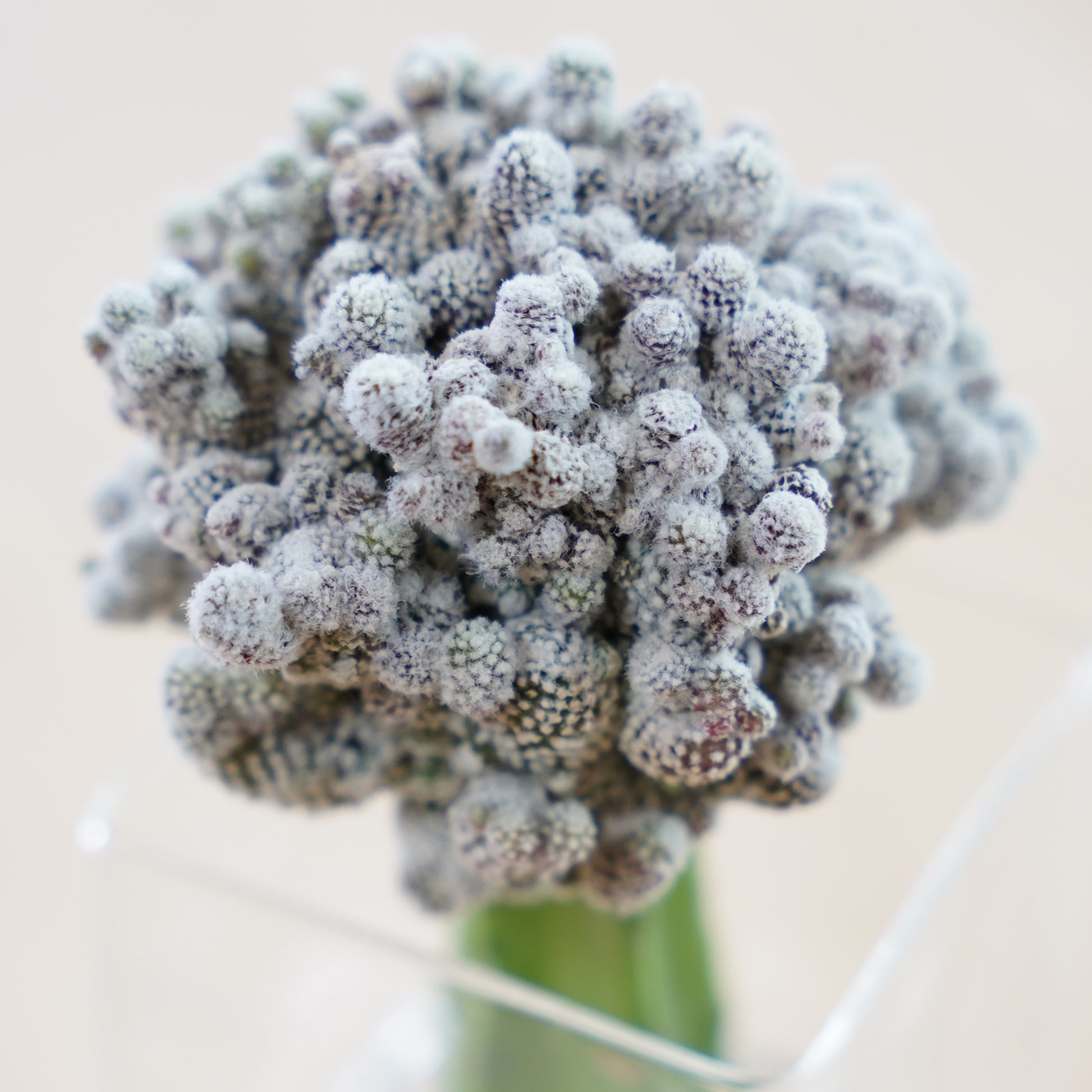 コピアポア テヌイシマ