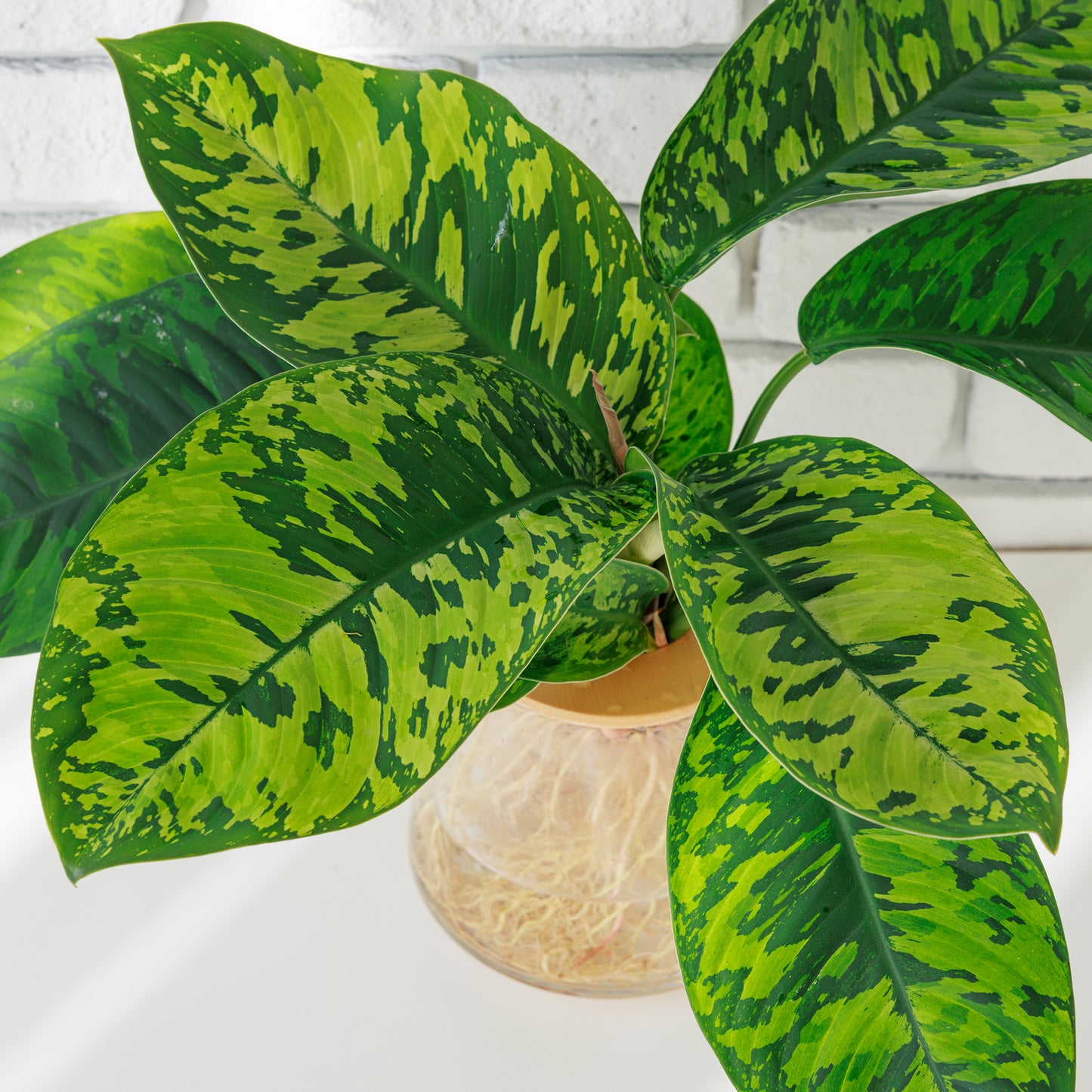 ホマロメナ カモフラージュ