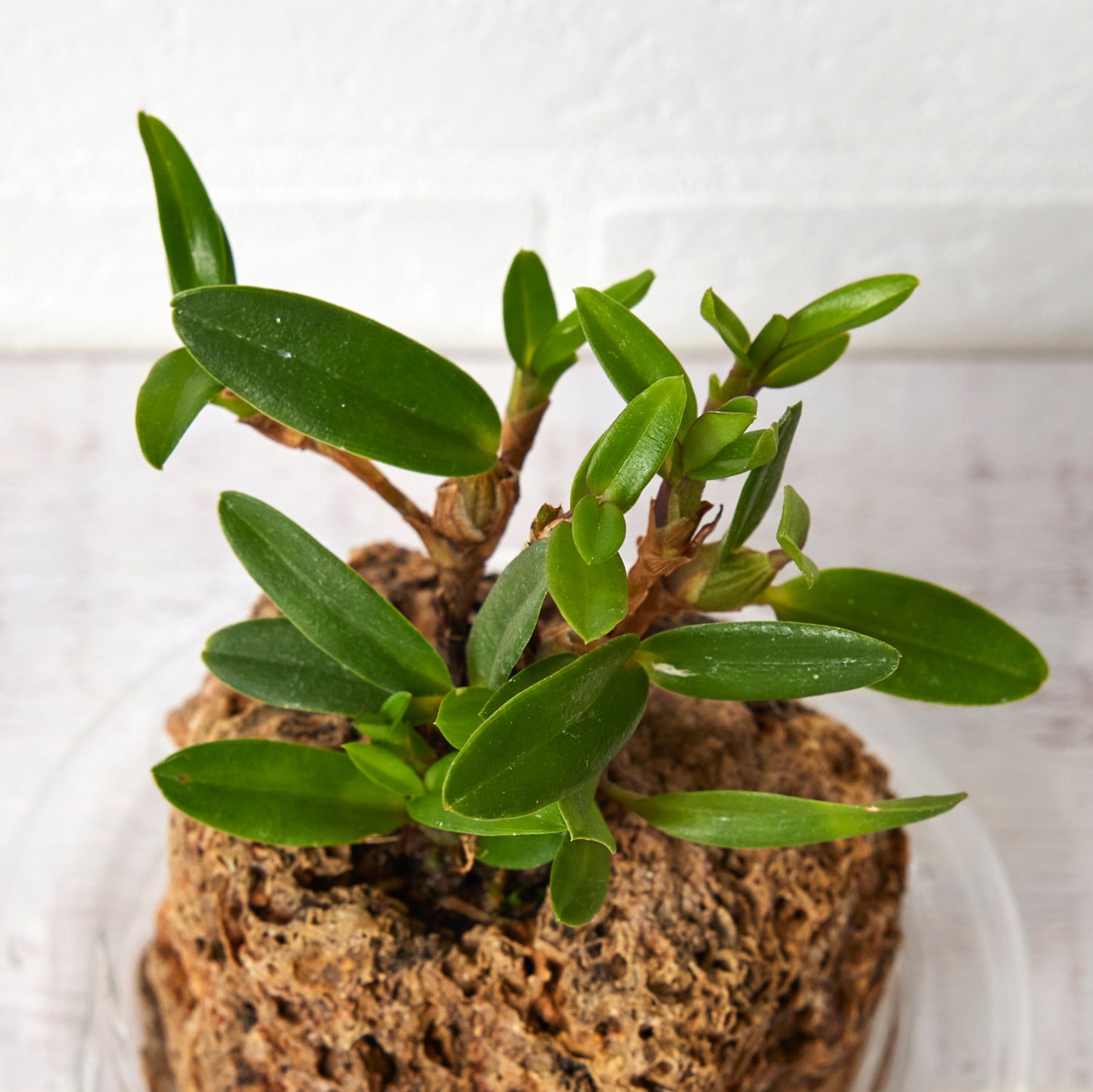 マキシラリア ソフロニティス