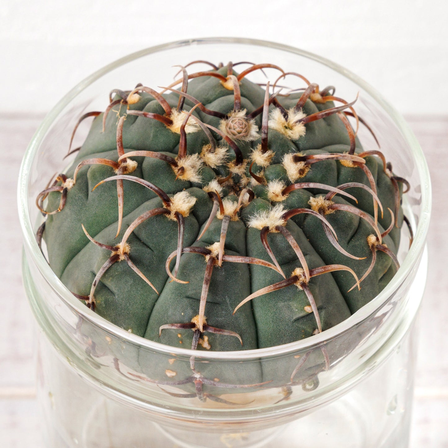 ギムノカリキウムバッテリーの水耕栽培