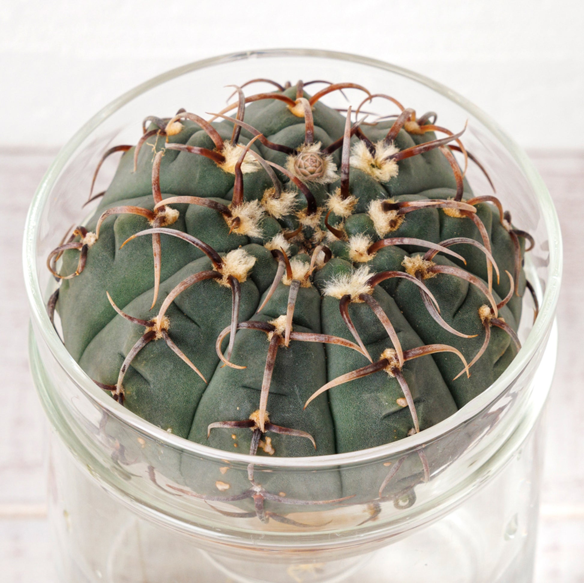 ギムノカリキウムバッテリーの水耕栽培