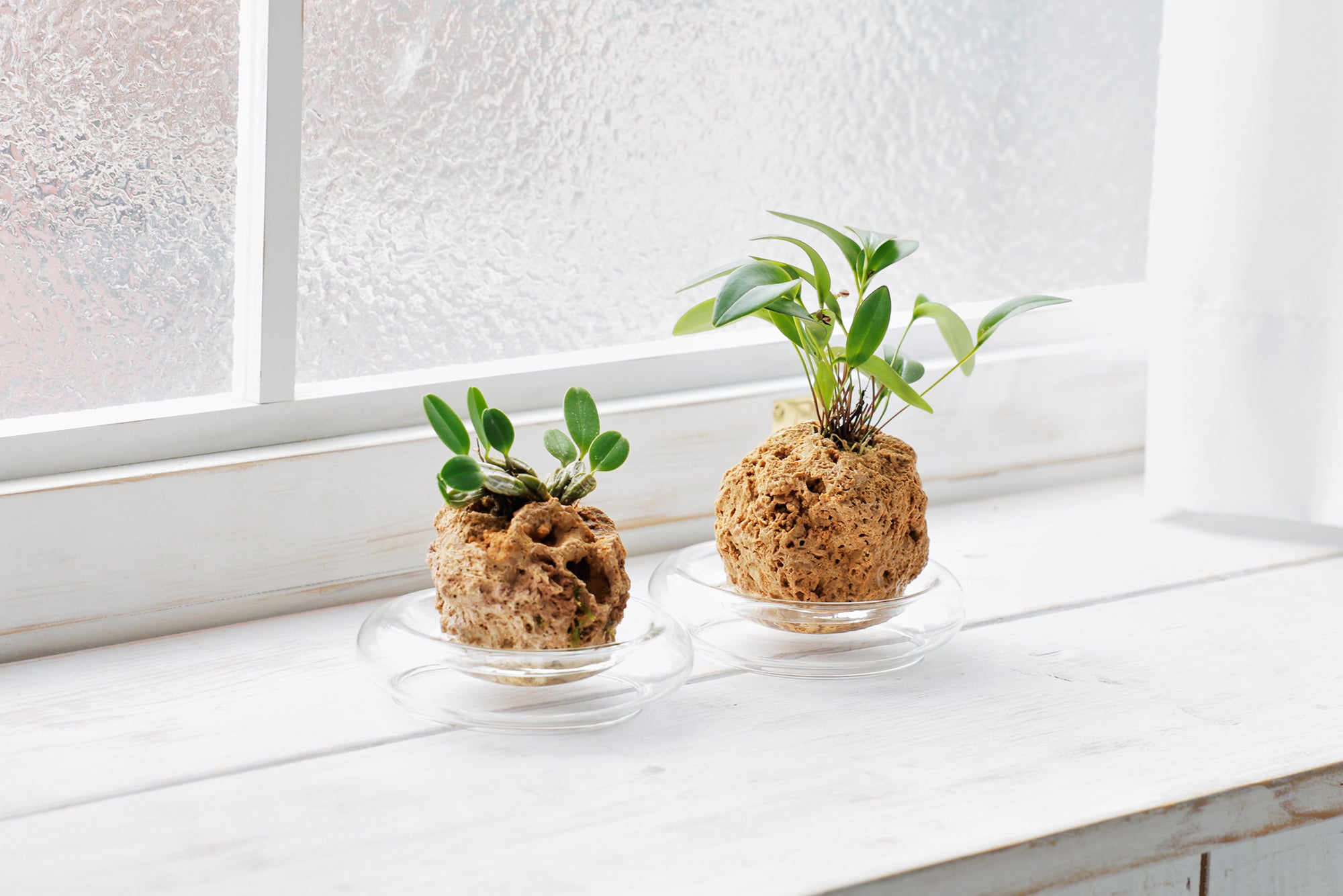 ランの水耕栽培