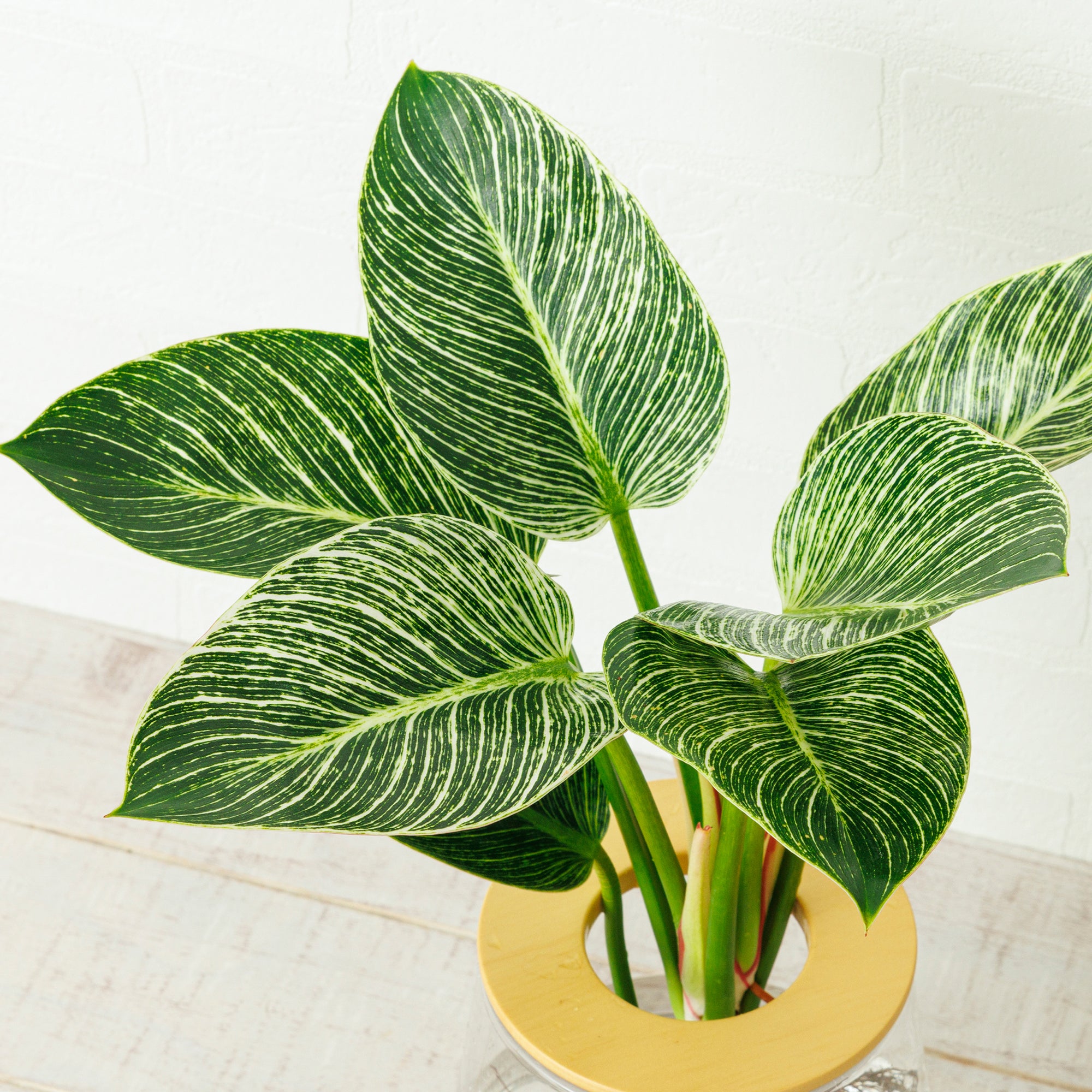 フィロデンドロン バーキン｜水耕栽培の観葉植物 – WOOTANG 水耕栽培の