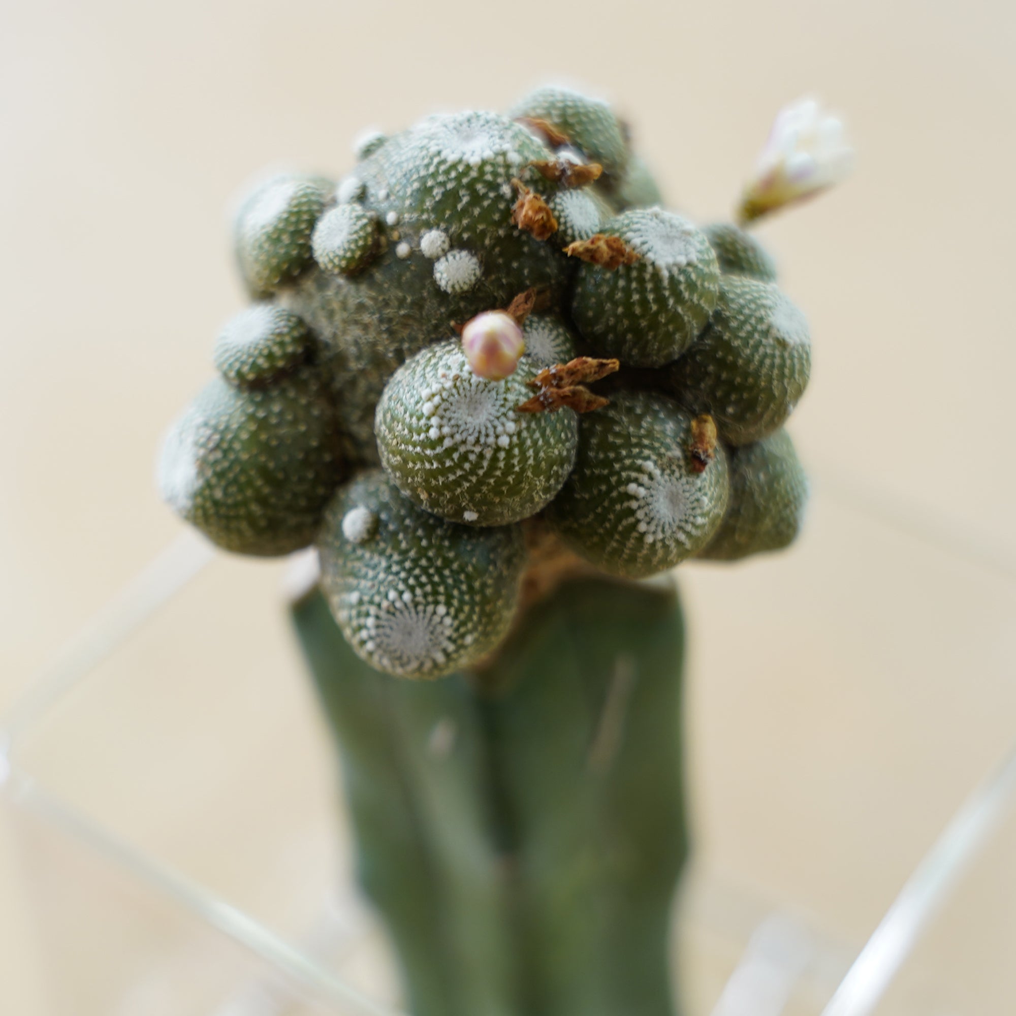 松露玉｜サボテンの水耕栽培 – WOOTANG 水耕栽培の観葉植物