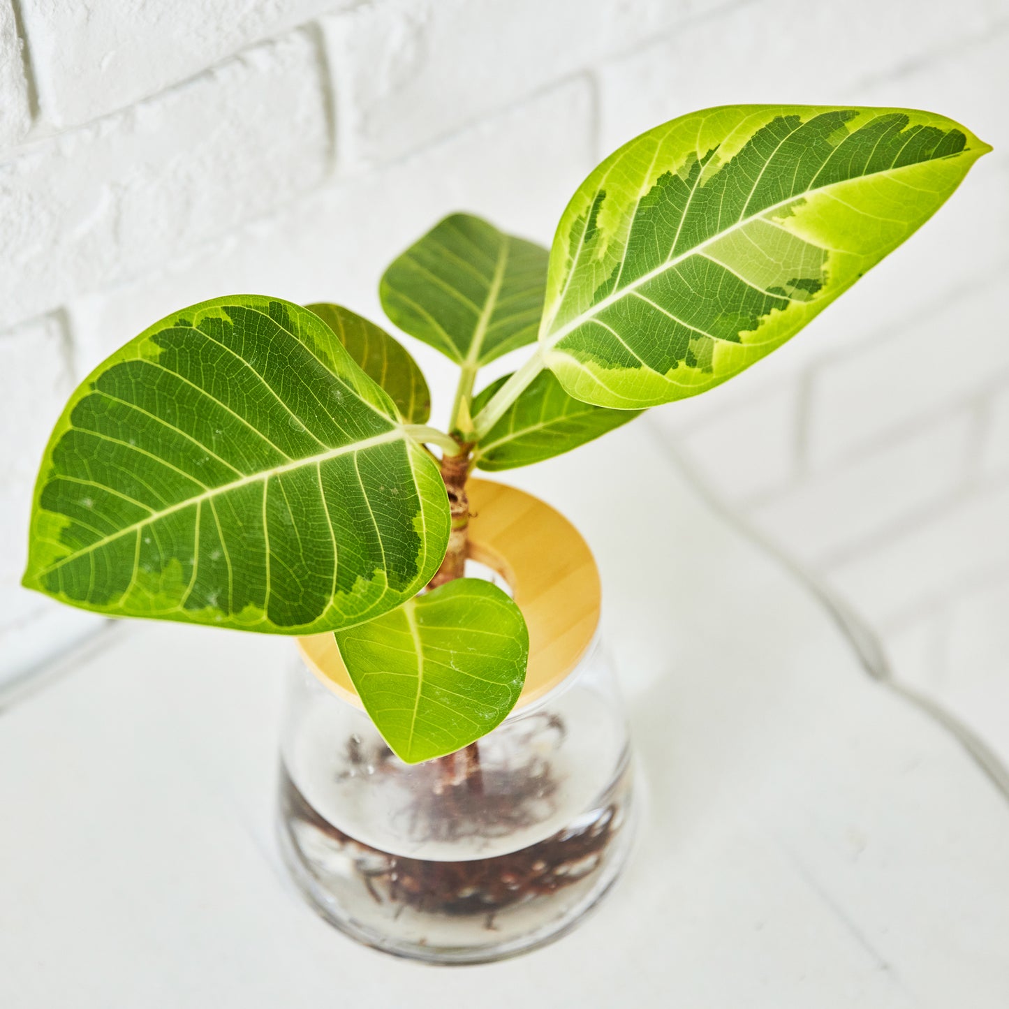 フィカス アルテシマ