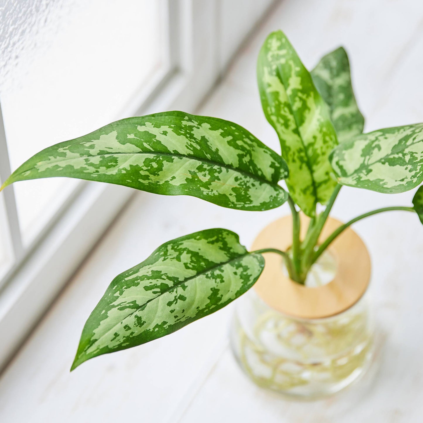 アグラオネママリア