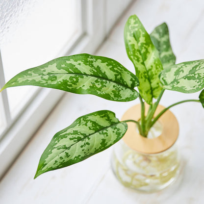 アグラオネママリア