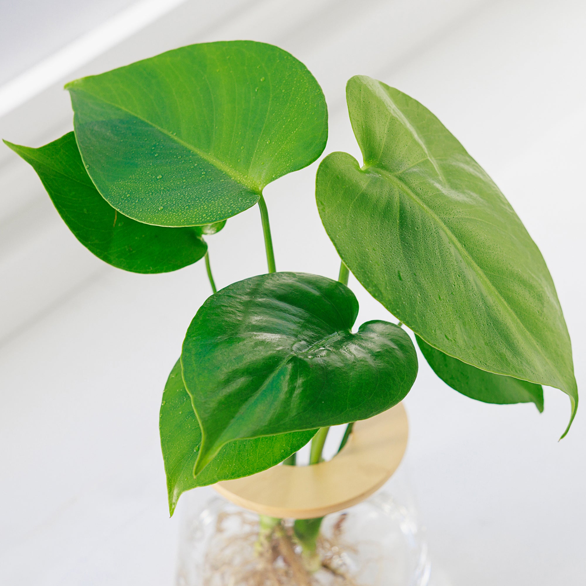 モンステラ｜水耕栽培の観葉植物 – WOOTANG 水耕栽培の観葉植物