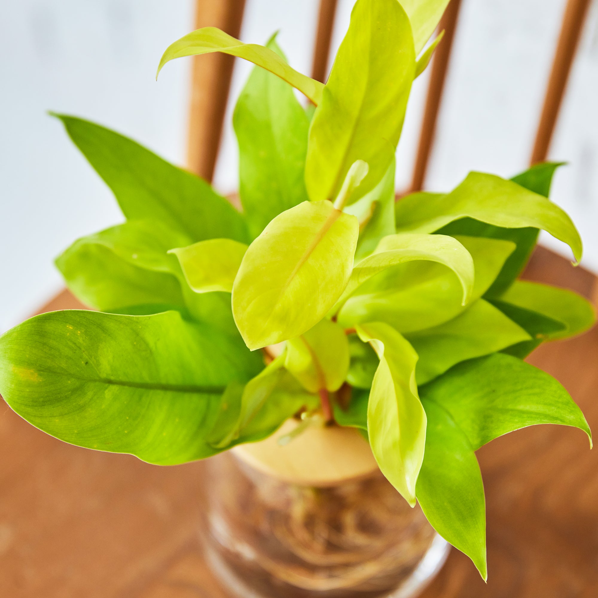 フィロデンドロン レモンライム｜水耕栽培の観葉植物 – WOOTANG 水耕