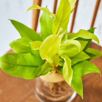 フィロデンドロン