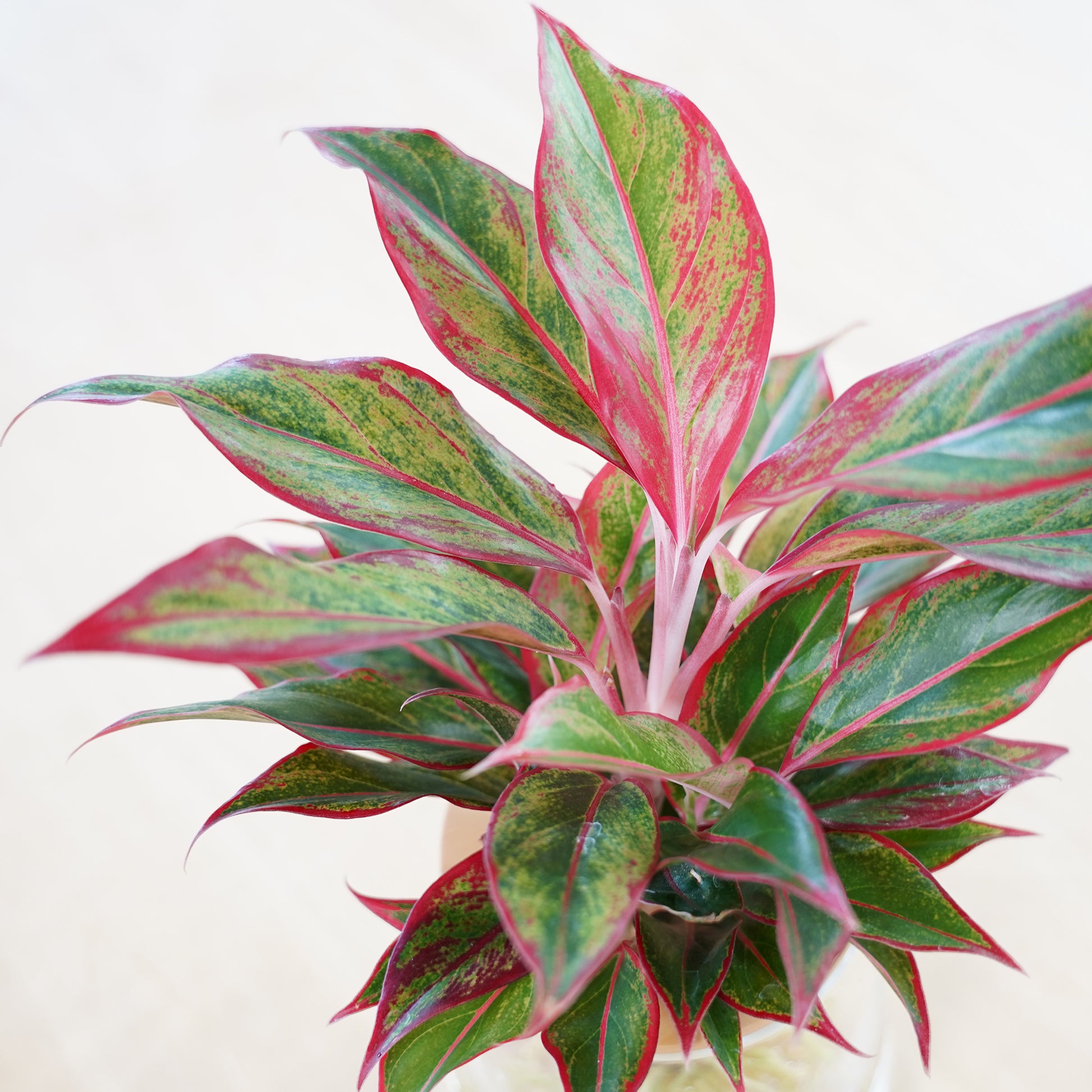 アグラオネマレッドゴールド