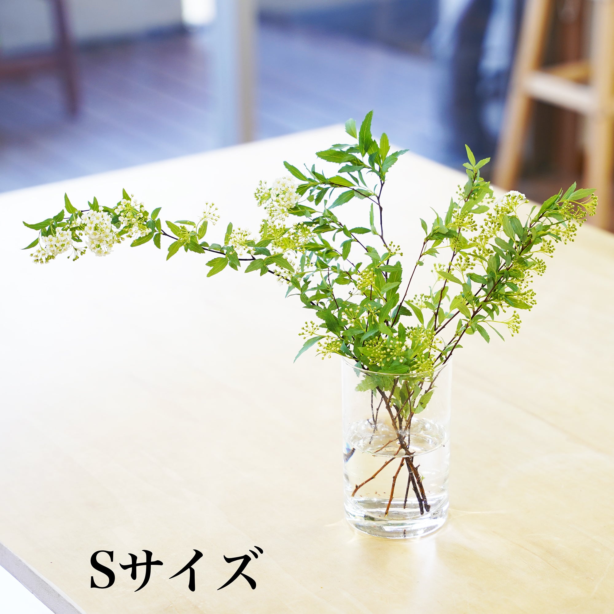 枝ものVase – WOOTANG 水耕栽培の観葉植物