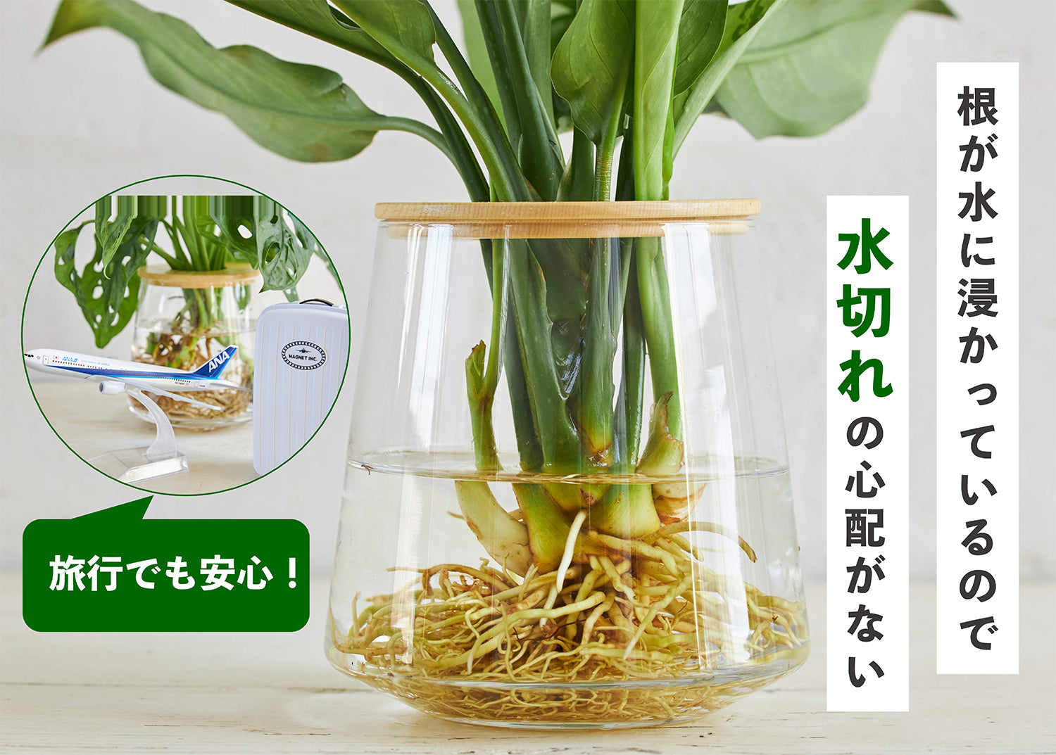 水耕栽培商品の特徴 – 観葉植物・水耕栽培の通販 WOOTANG