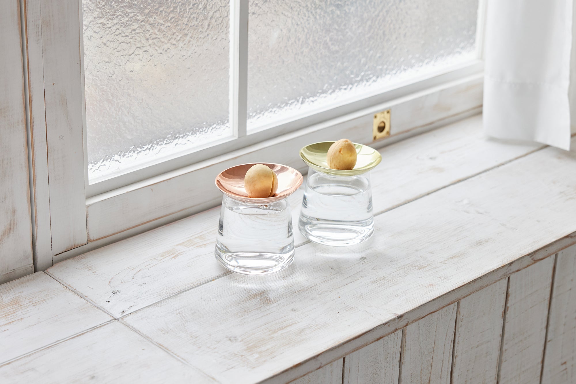 アボカドの種の水耕栽培