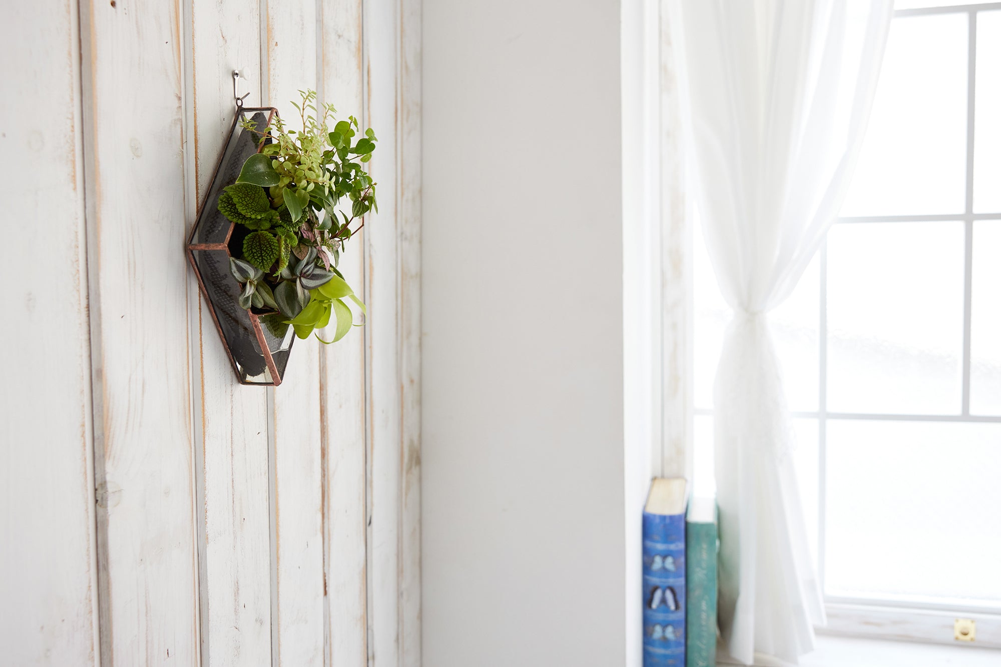 壁掛け用の水耕栽培の観葉植物