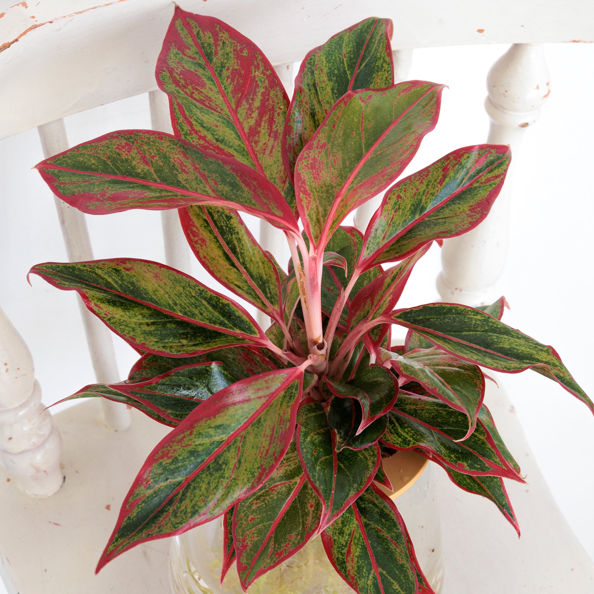 アグラオネマ レッドゴールド｜水耕栽培の観葉植物 – WOOTANG 水耕栽培