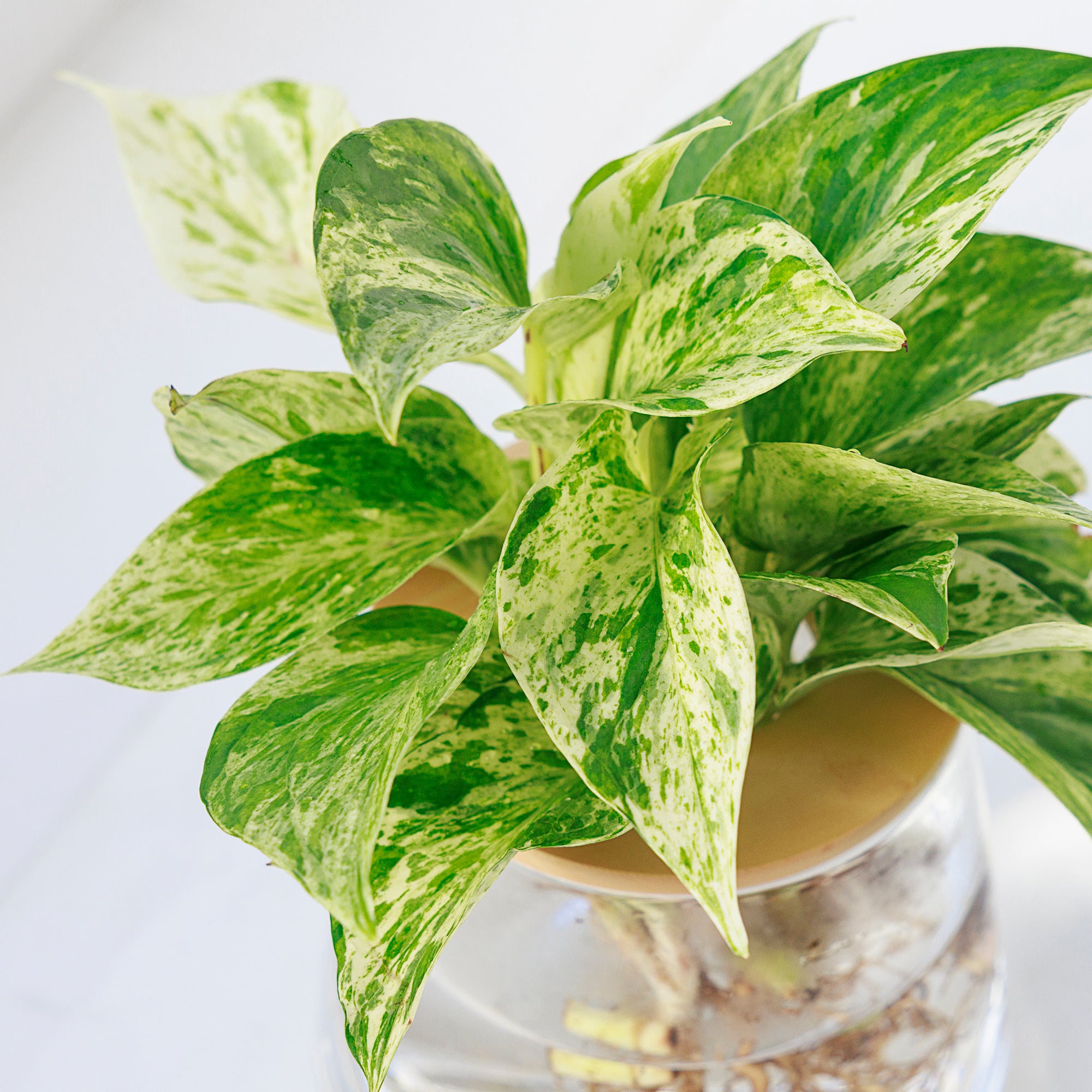 ポトス　マーブル　斑入り　抜き苗　観葉植物。 ポトス（マーブル）水耕栽培の観葉植物 – WOOTANG 水耕栽培の観葉植物