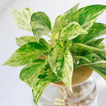 ポトス 水耕栽培