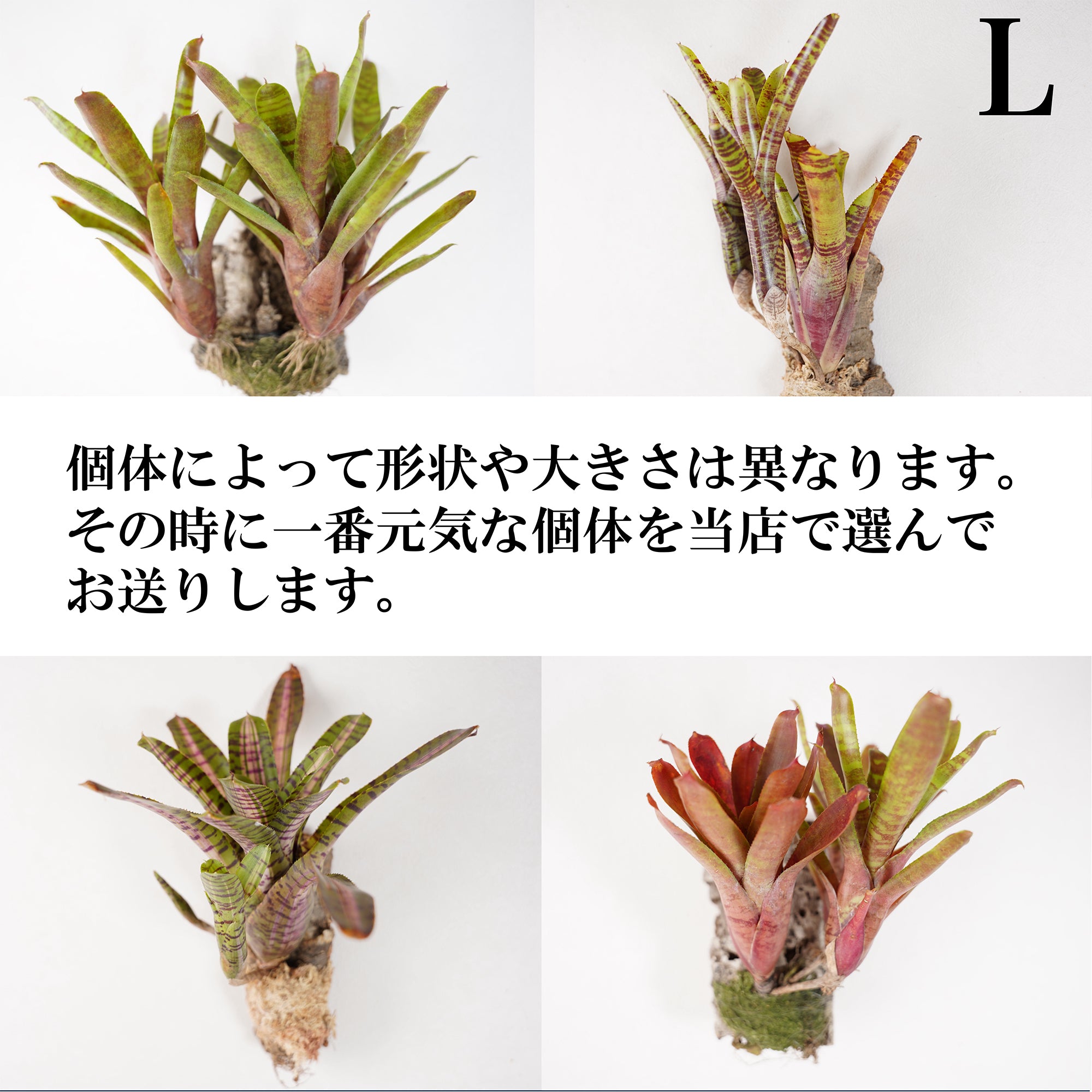 ネオレゲリア（ブロメリア） – WOOTANG 水耕栽培の観葉植物