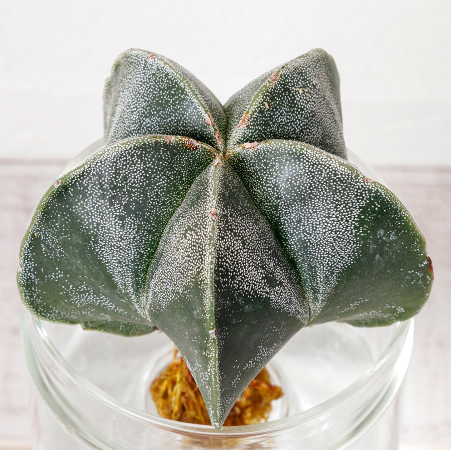 アストロフィツムストロンギの水耕栽培