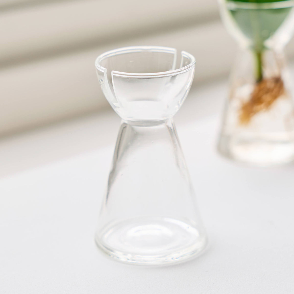 リーフ栽培Vase（発根済みエラスティカ付き）