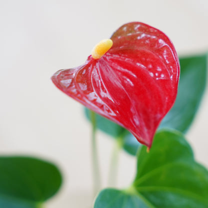 赤いアンスリウム